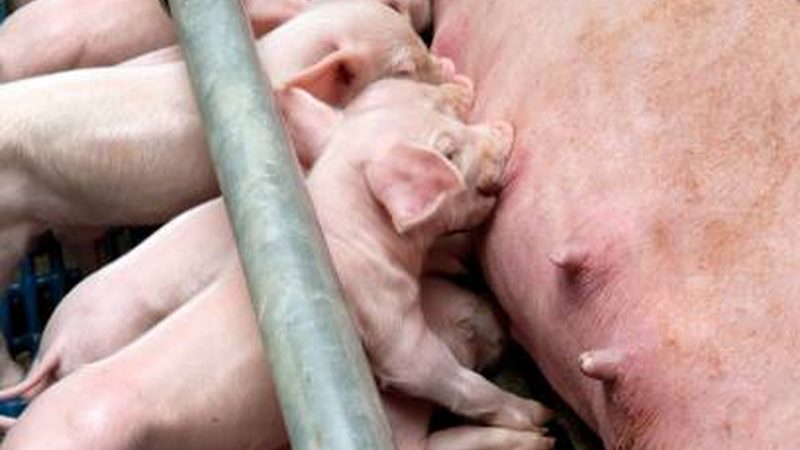 电商孵化项目申报攻略：关键步骤与注意事项
